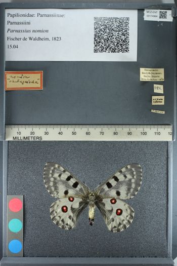 Media type: image;   Entomology 174964